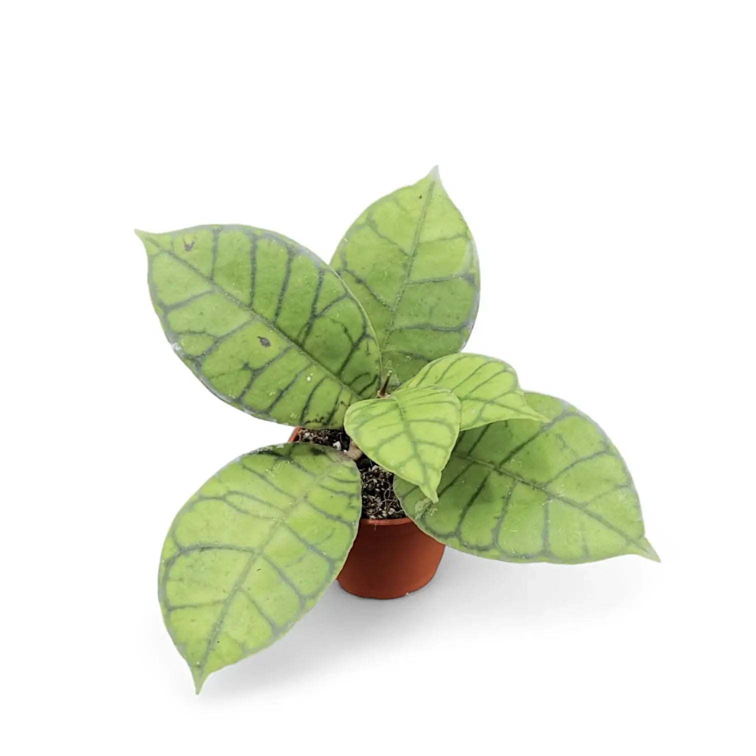 Hoya callistophylla potted houseplant in nursery pot on white background, product photo 6.