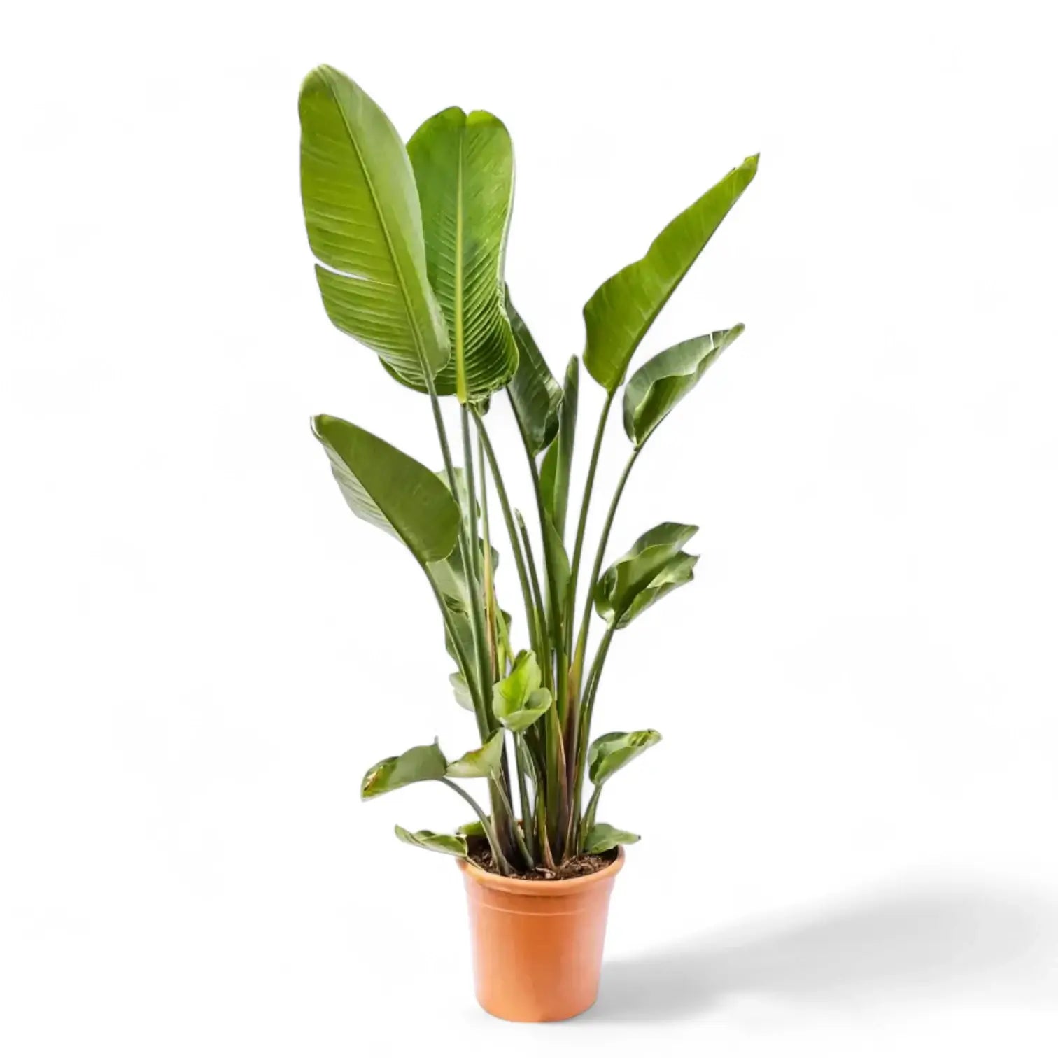 Strelitzia nicolai potted houseplant in nursery pot on white background, product photo 14.