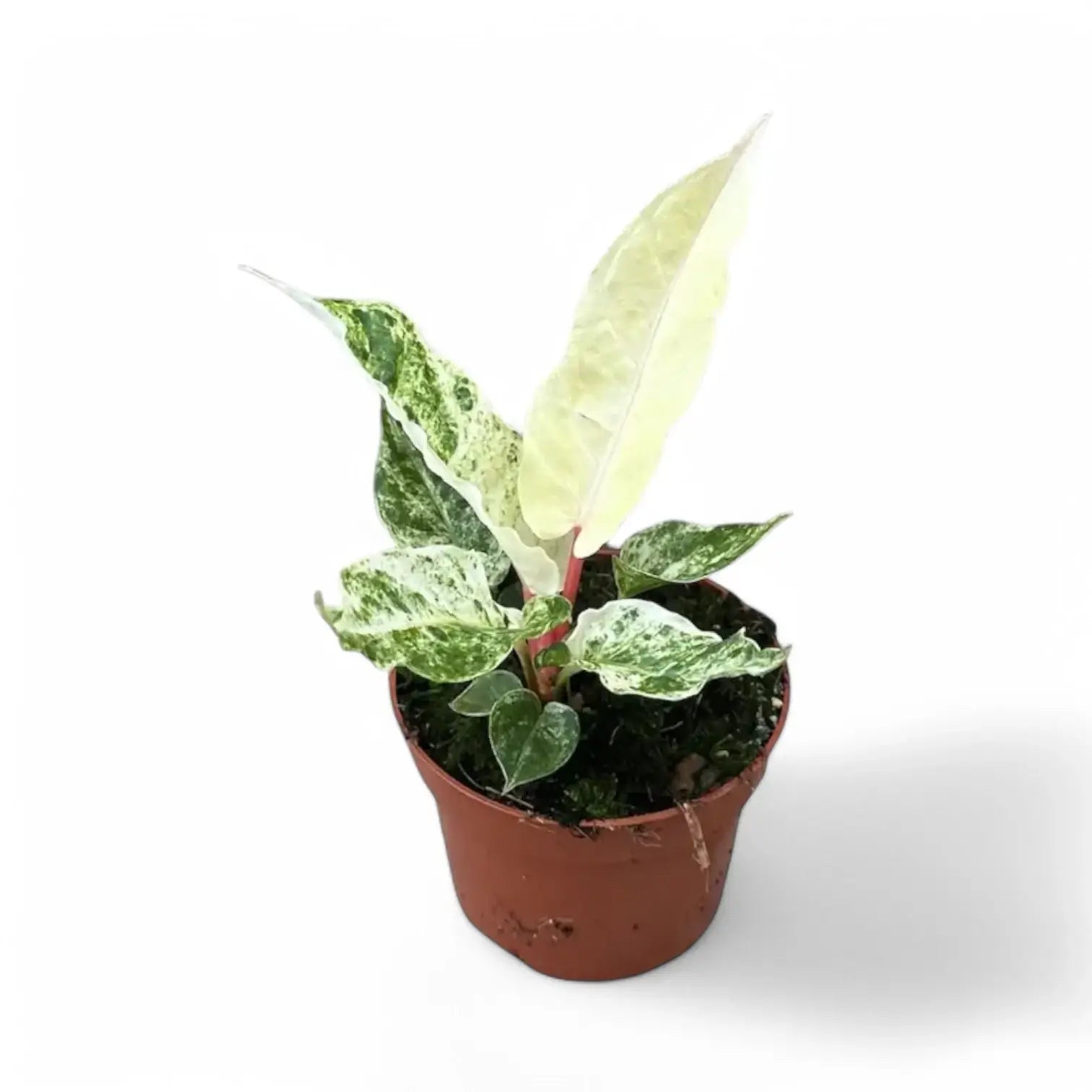 Anthurium bonplandii variegata – Topfpflanze im Kulturtopf vor weißem Hintergrund, Produktfoto 4.
