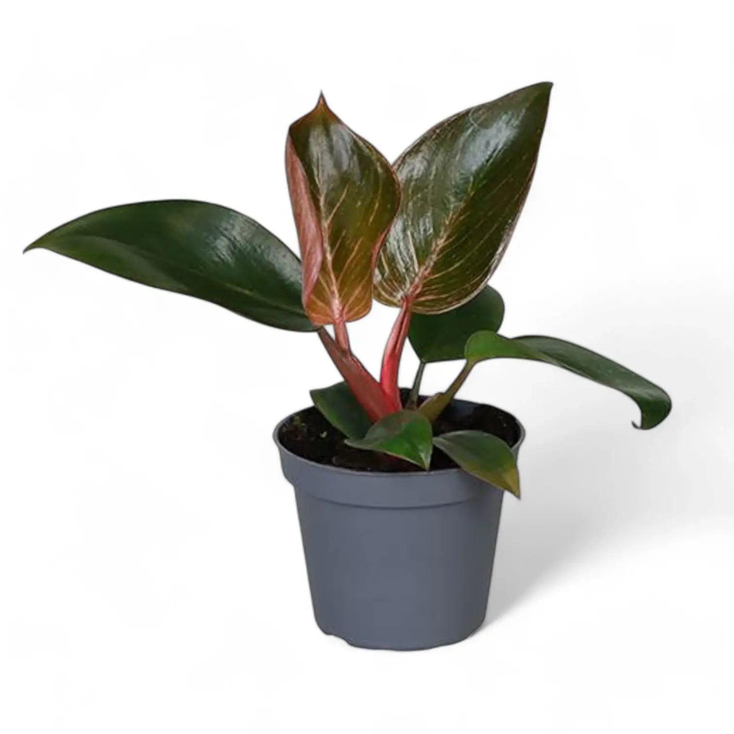 Philodendron 'Birkin Pink' ('Pink Bikini') potted houseplant in nursery pot on white background, product photo 3.