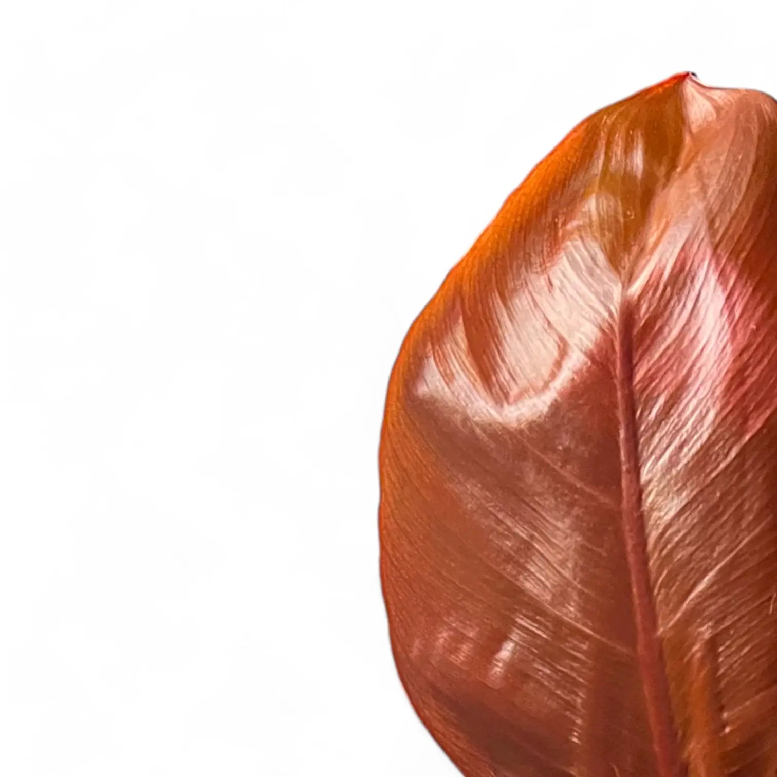 Nahaufnahme eines Blatts von Philodendron 'McColley's Finale' vor weiĂźem Hintergrund.