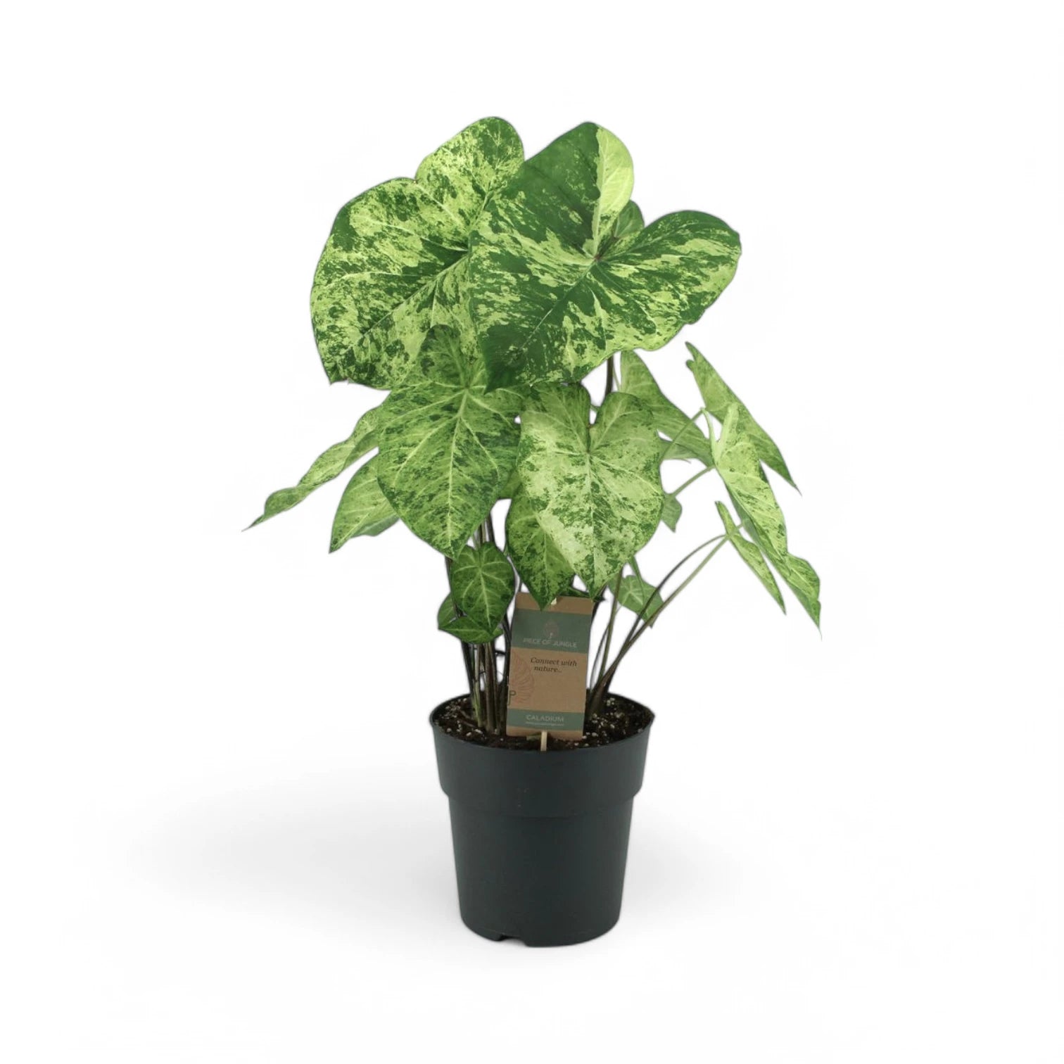 Caladium 'Frog in a Blender'