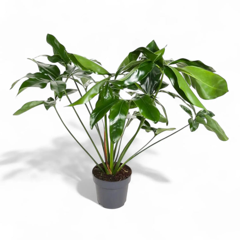 Thaumatophyllum spruceanum 'Green Wonder' ('Fun Bun') potted houseplant in nursery pot on white background, product photo 2.