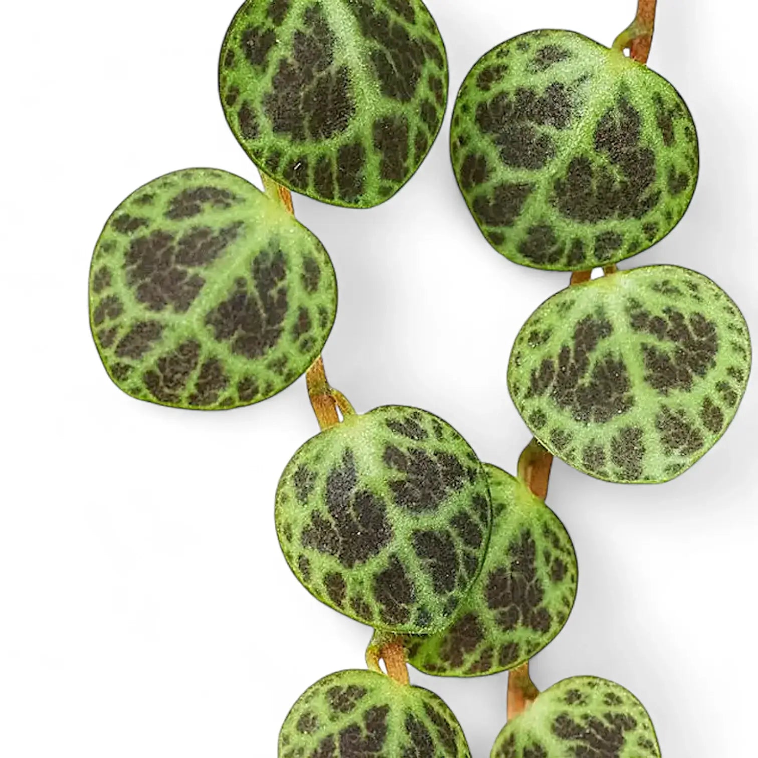 Nahaufnahme eines Blatts von Peperomia prostrata vor weiĂźem Hintergrund.