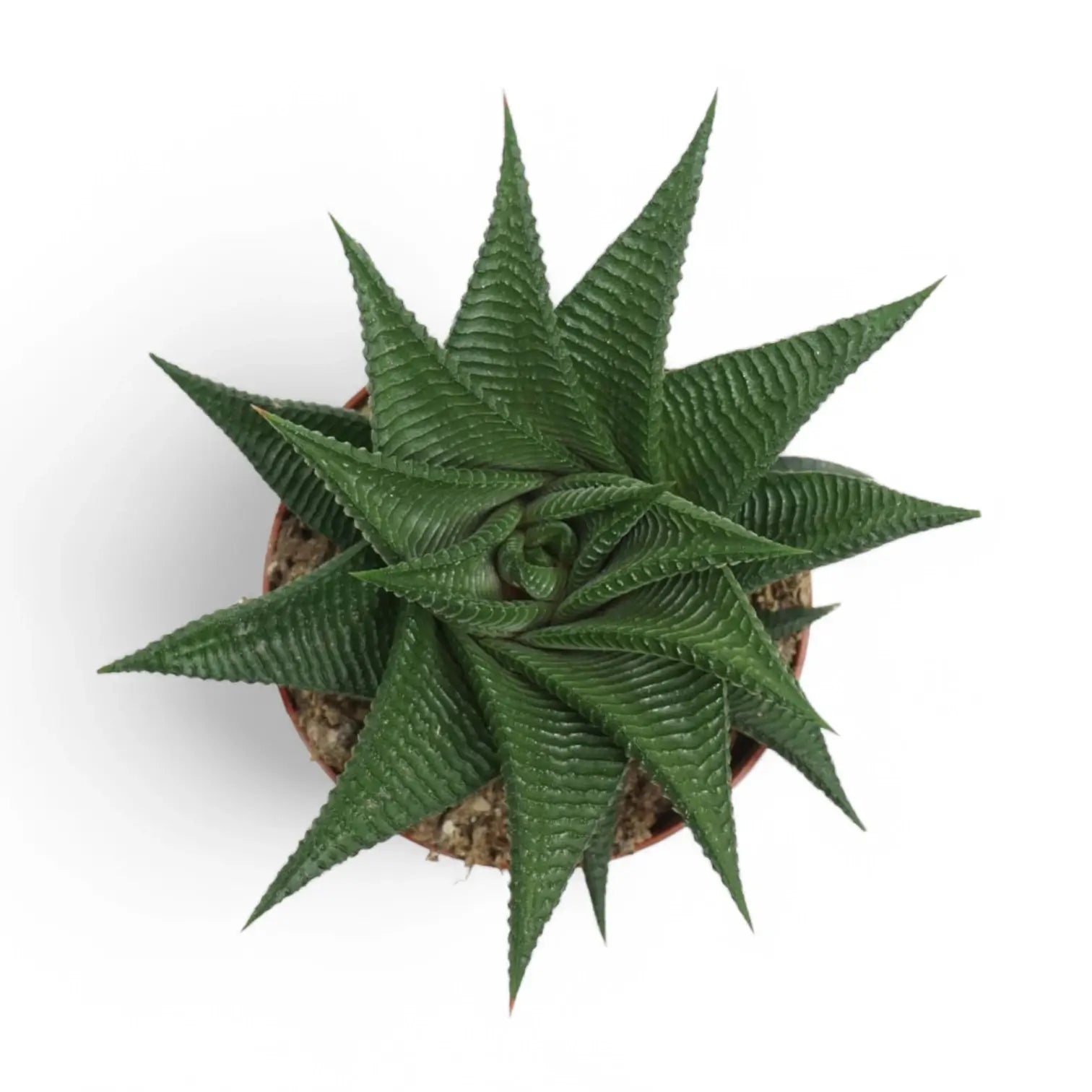 Haworthiopsis limifolia – Zimmerpflanze im Kulturtopf auf weißem Hintergrund, Produktfoto 2.