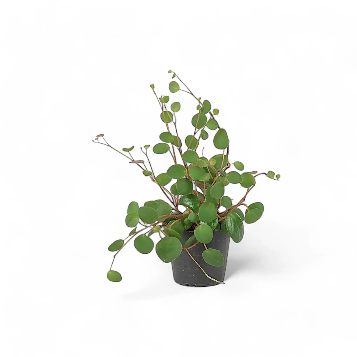 Peperomia 'Pepperspot' – Zimmerpflanze im Kulturtopf auf weißem Hintergrund, Produktfoto 3.