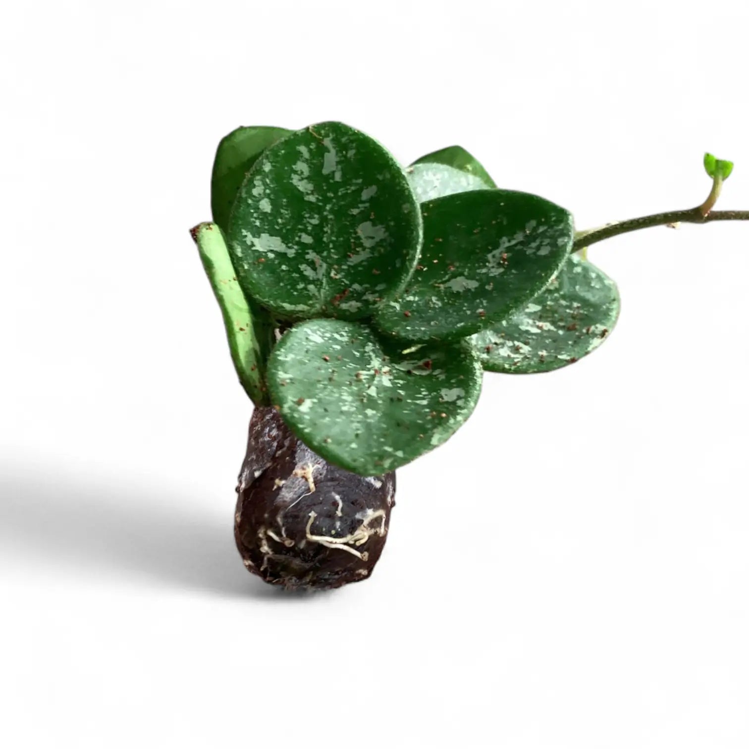 Hoya ‘Mathilde Splash’ potted houseplant in nursery pot on white background, product photo 4.