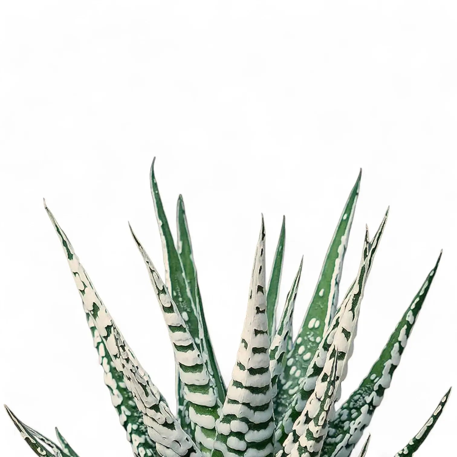 Haworthiopsis fasciata 'Big Band' leaf close-up on white background.