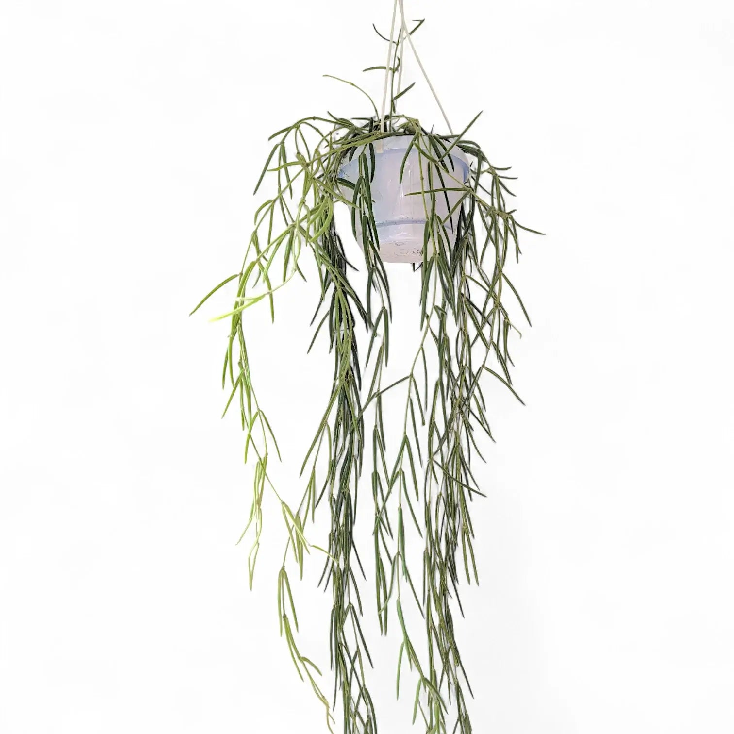 Hoya linearis potted houseplant in nursery pot on white background, product photo 3.