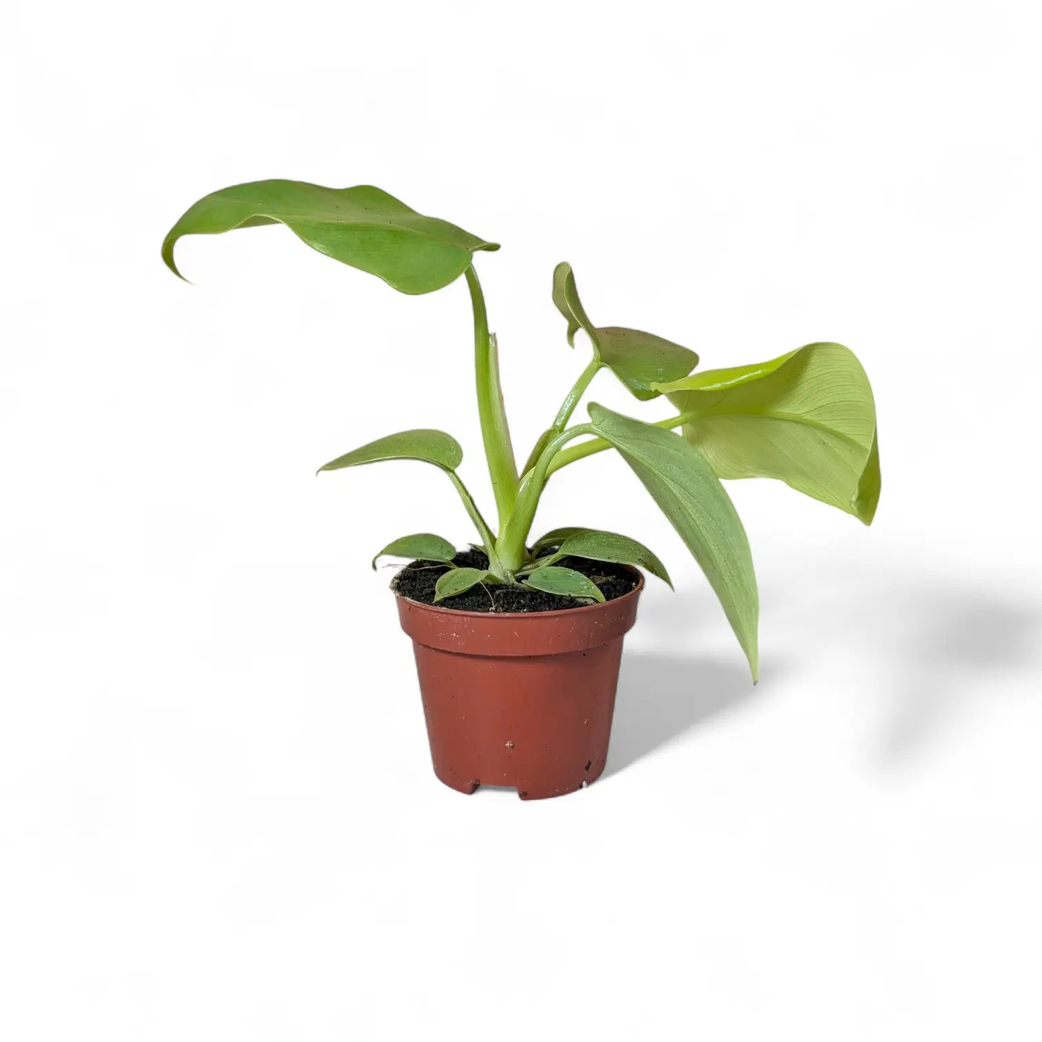 Philodendron bipennifolium 'Golden violin' potted houseplant in nursery pot on white background, product photo 2.