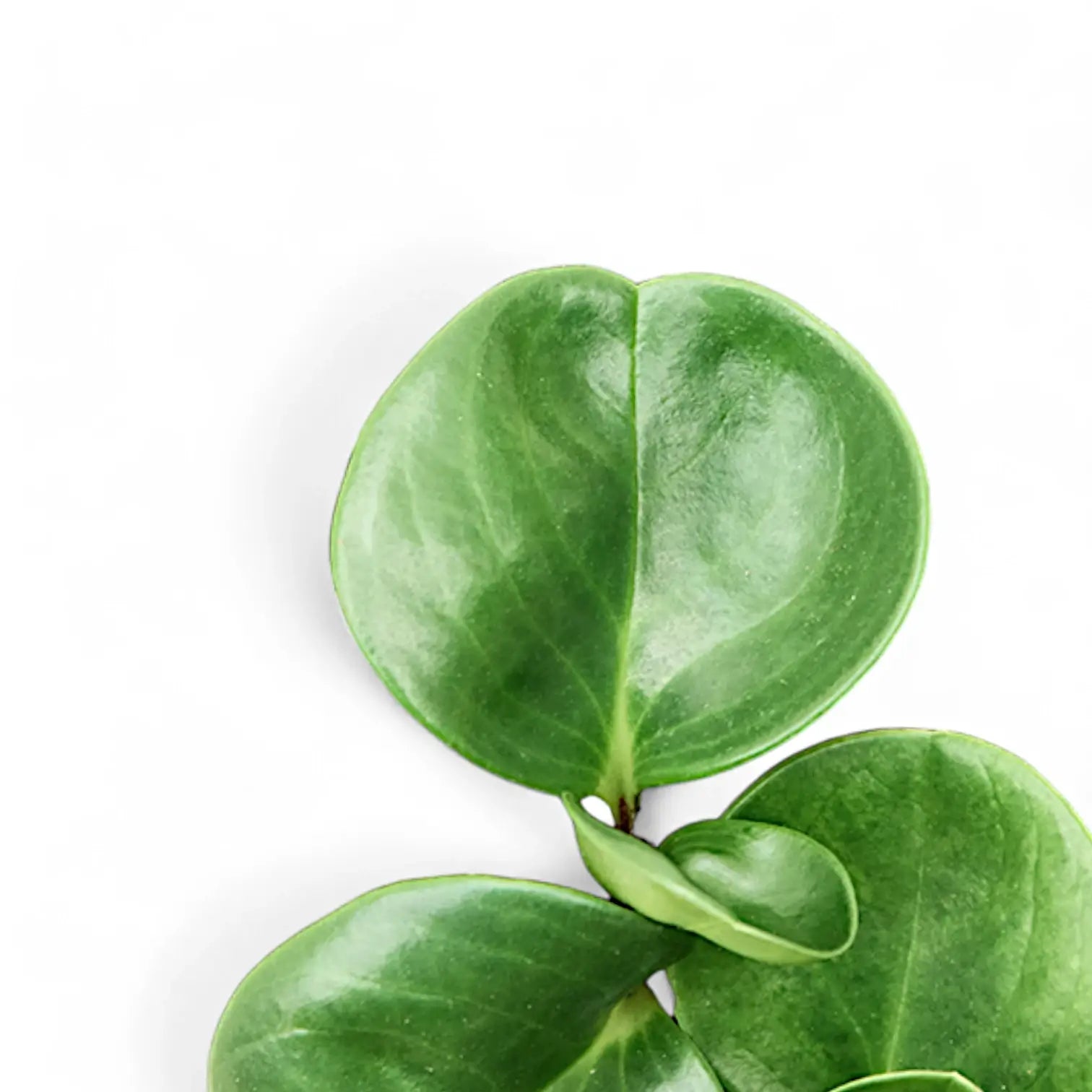 Nahaufnahme eines Blatts von Peperomia obtusifolia vor weiĂźem Hintergrund.