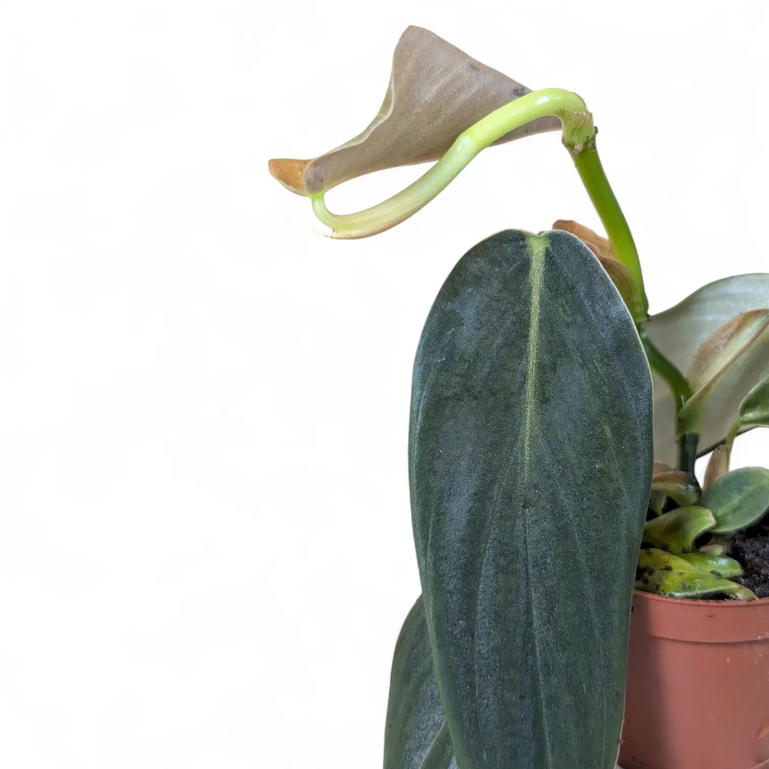 Philodendron gigas potted houseplant in nursery pot on white background, product photo 5.