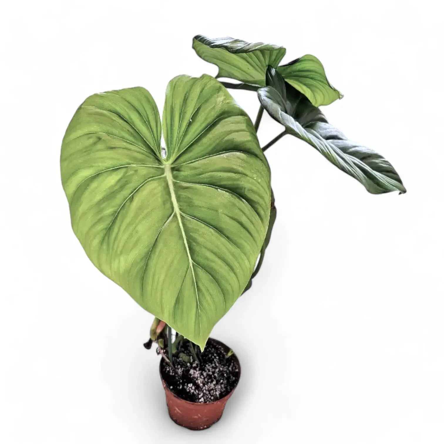 Philodendron 'Dean McDowell' (gloriosum x pastazanum) potted houseplant in nursery pot on white background, product photo 10.
