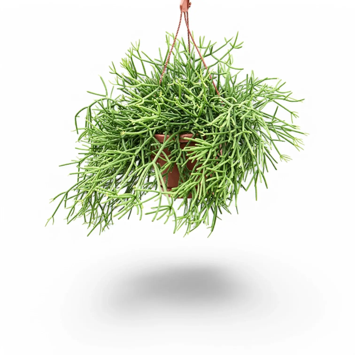 Rhipsalis teres f. heteroclada potted houseplant in nursery pot on white background, product photo 3.