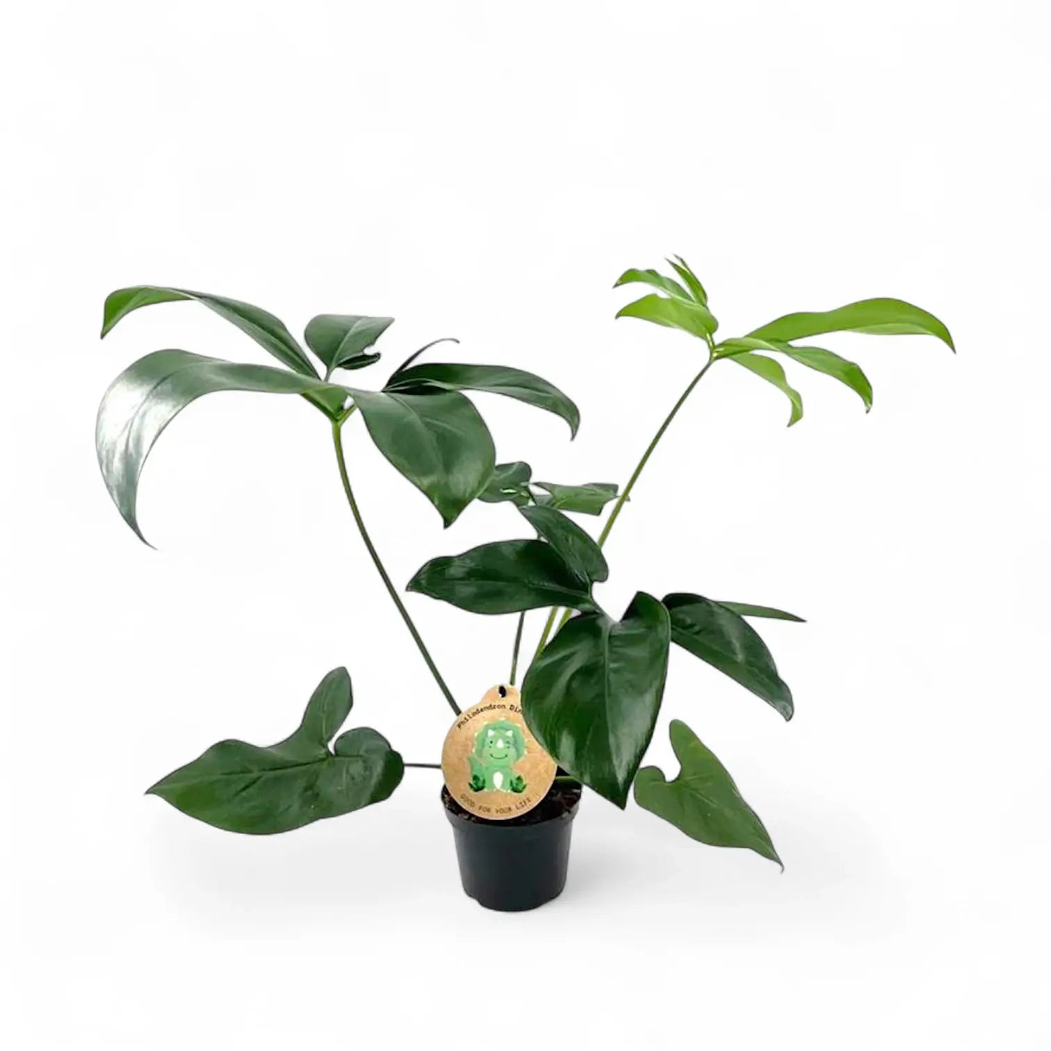 Thaumatophyllum spruceanum 'Green Wonder' ('Fun Bun') – Zimmerpflanze im Kulturtopf auf weißem Hintergrund, Produktfoto 7.