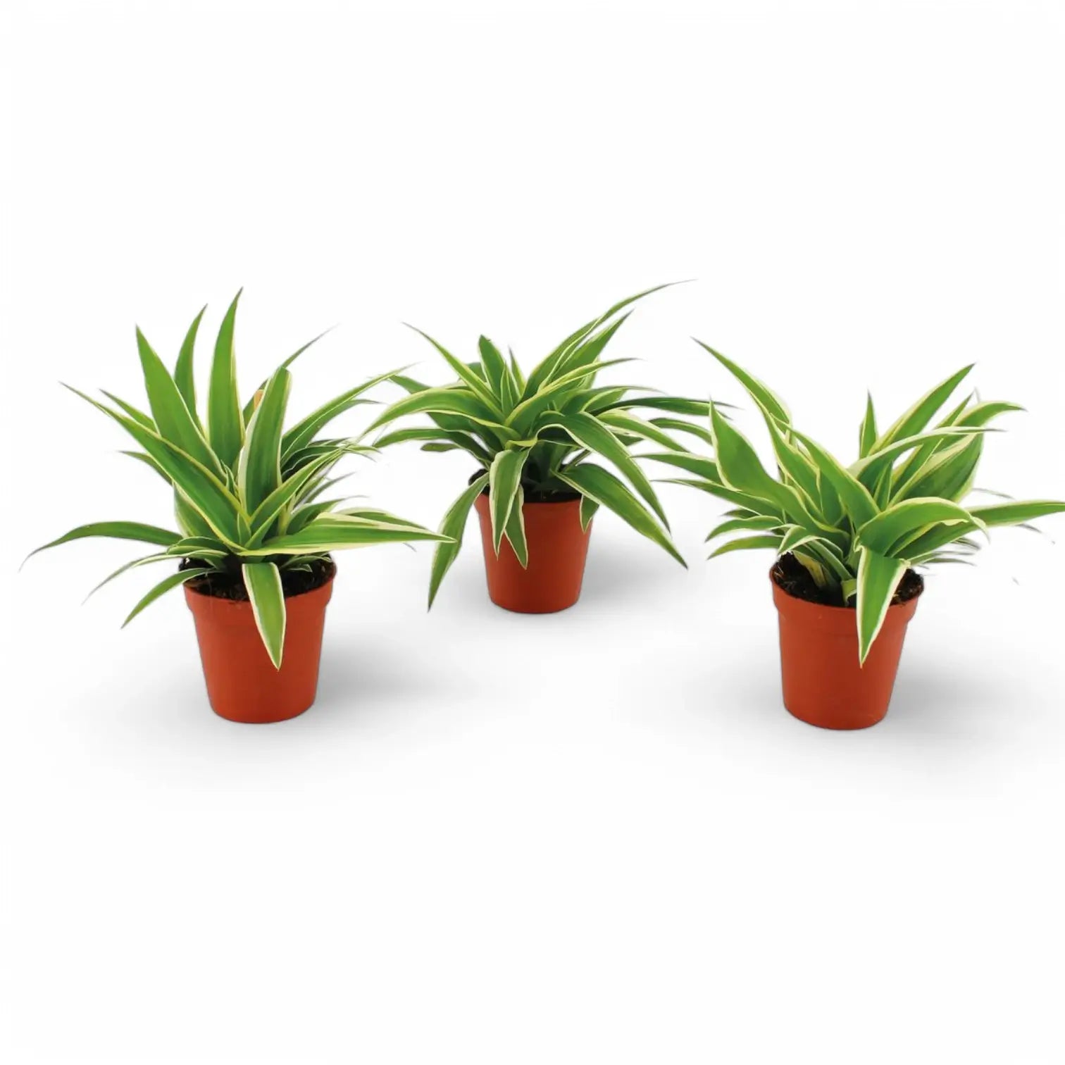 Chlorophytum comosum 'Ocean' potted houseplant in nursery pot on white background, product photo 2.