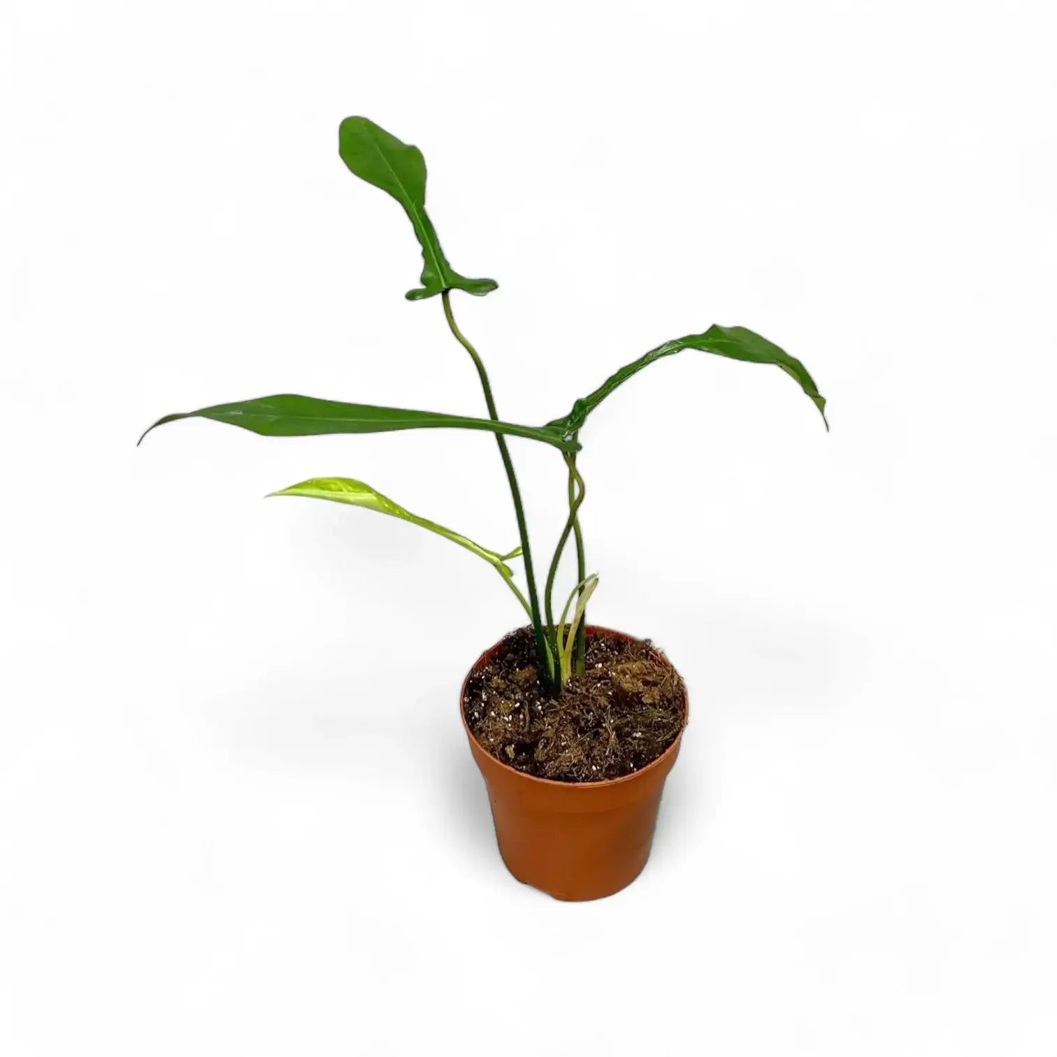 Philodendron x joepii potted houseplant in nursery pot on white background, product photo 6.