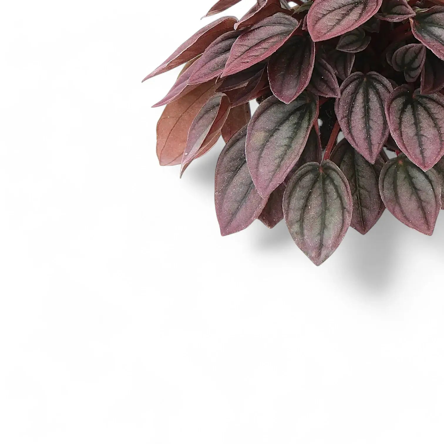 Nahaufnahme eines Blatts von Peperomia caperata 'Cayenne' vor weiĂźem Hintergrund.