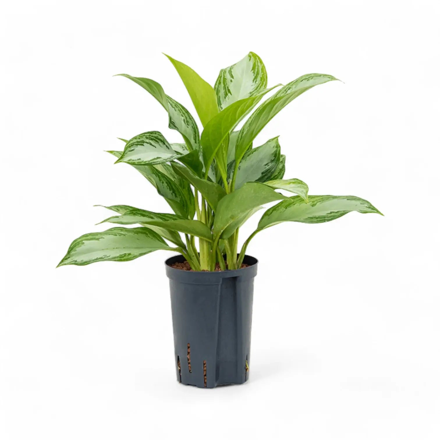 Aglaonema 'Silver Bay' potted houseplant in nursery pot on white background, product photo 9.