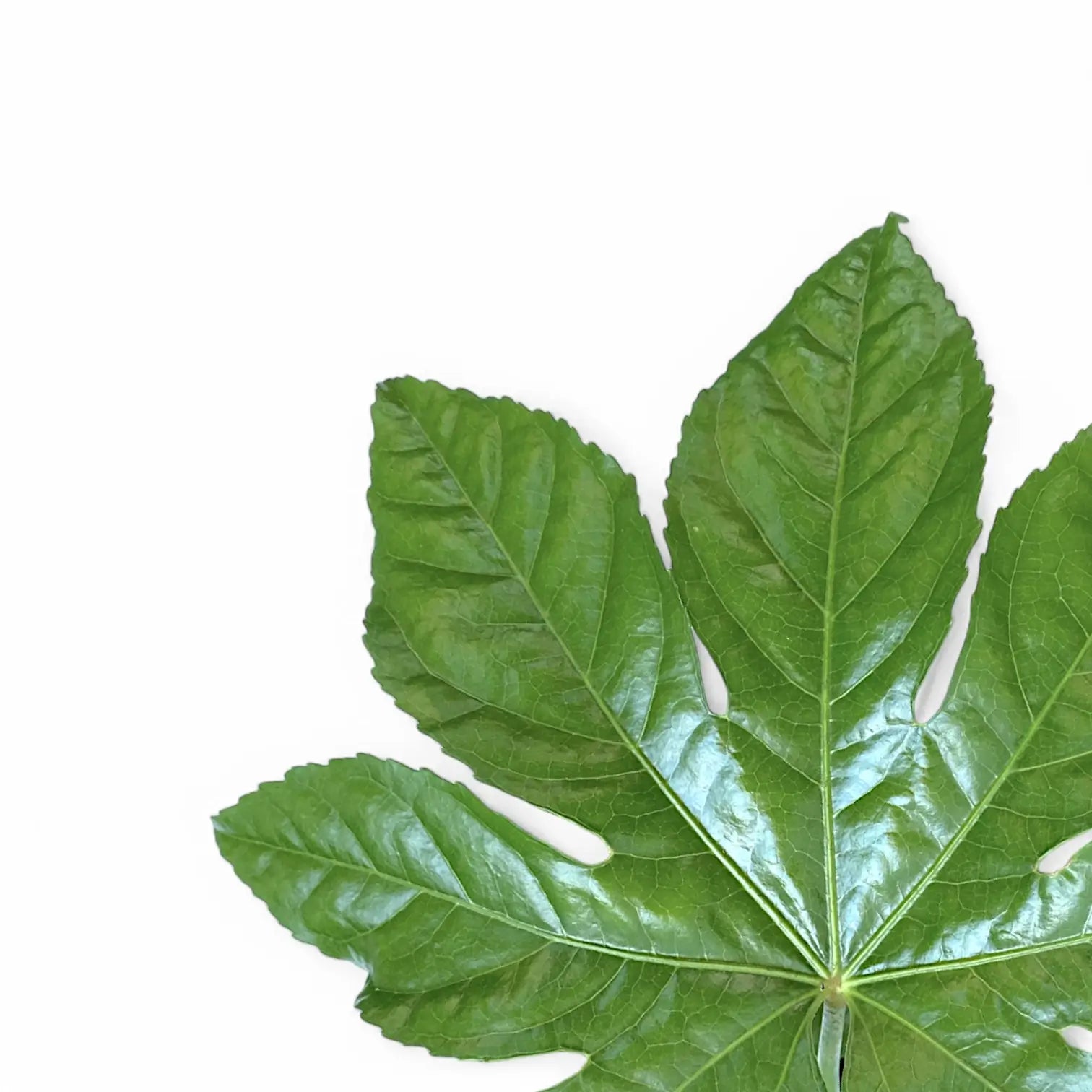 Nahaufnahme eines Blatts von Fatsia japonica vor weißem Hintergrund.