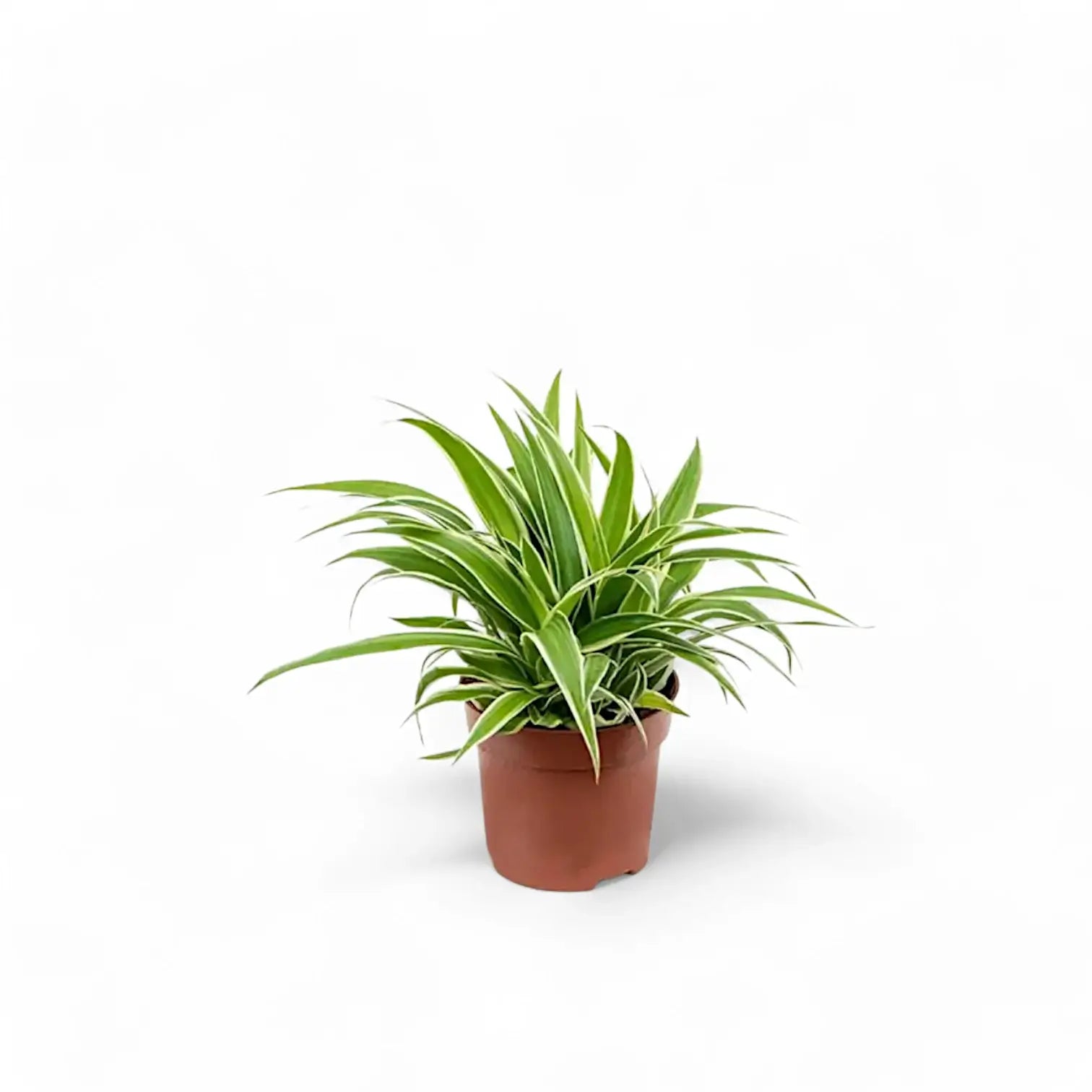 Chlorophytum comosum 'Ocean' potted houseplant in nursery pot on white background, product photo 3.