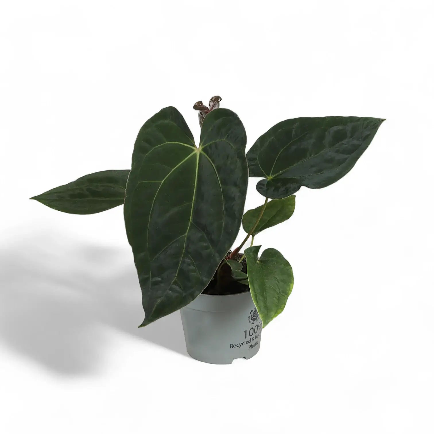 Anthurium 'Dark Phoenix' – Topfpflanze im Kulturtopf vor weißem Hintergrund, Produktfoto 4.