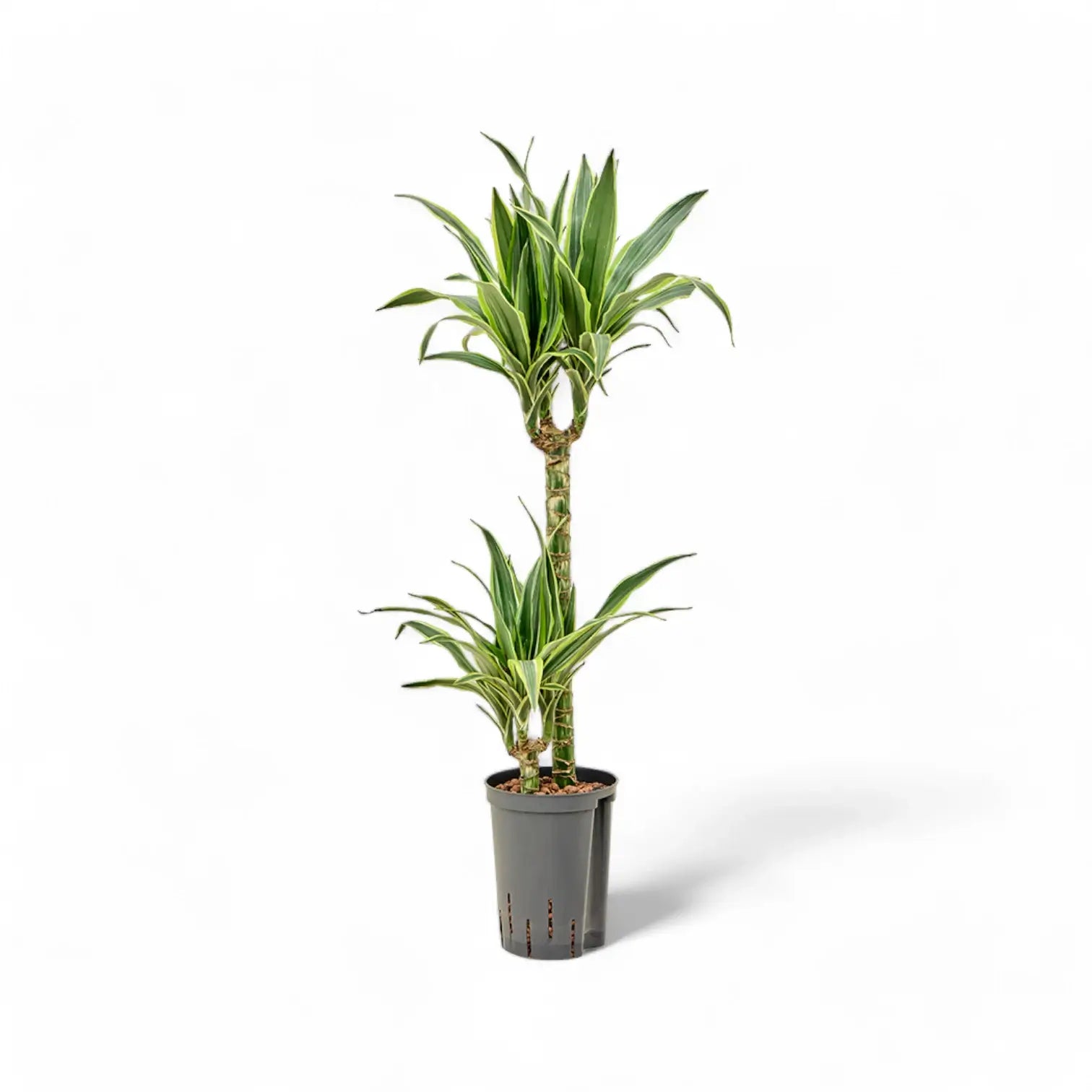Dracaena fragrans 'Lemon Lime' – Topfpflanze im Kulturtopf vor weißem Hintergrund, Produktfoto 4.