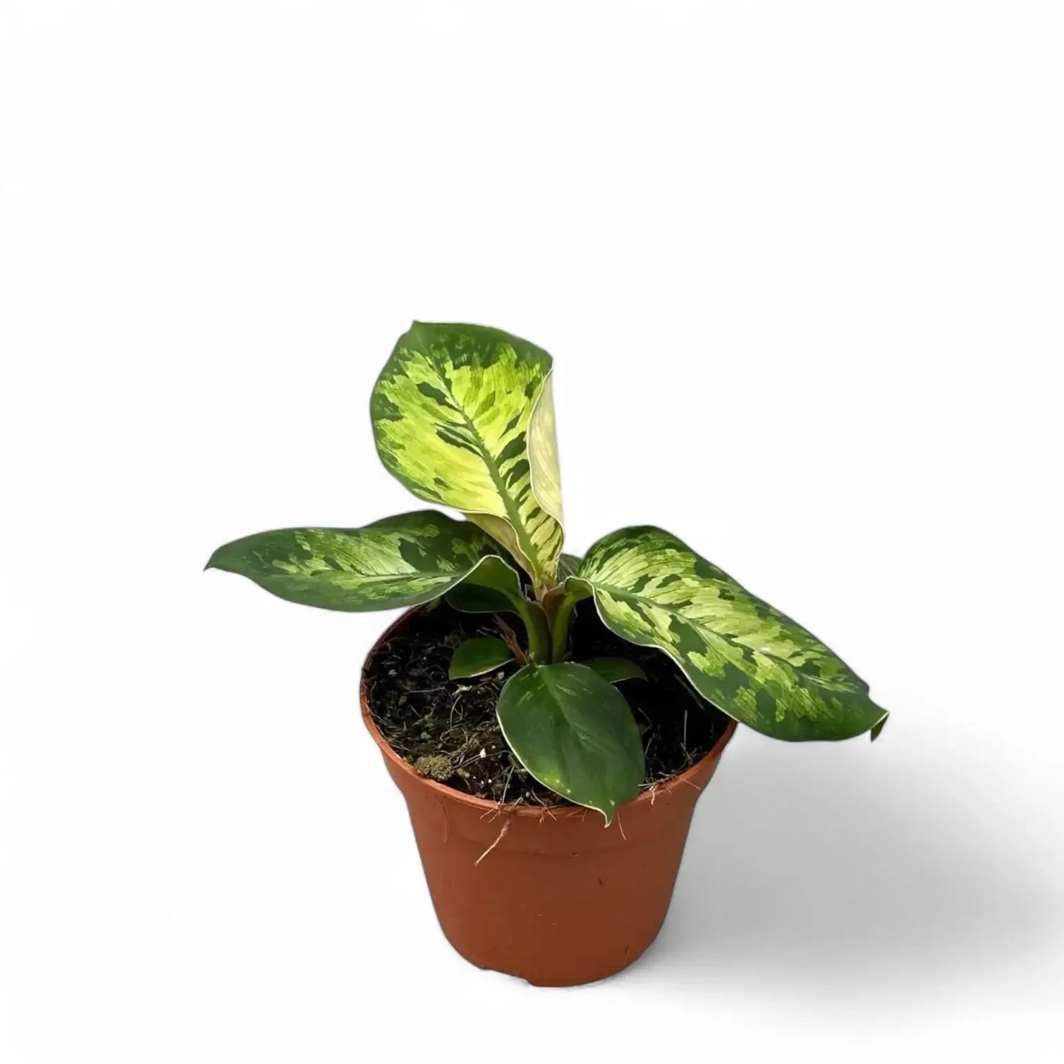 Adelonema wallisii 'Camouflage' – Zimmerpflanze im Kulturtopf auf weißem Hintergrund, Produktfoto 5.