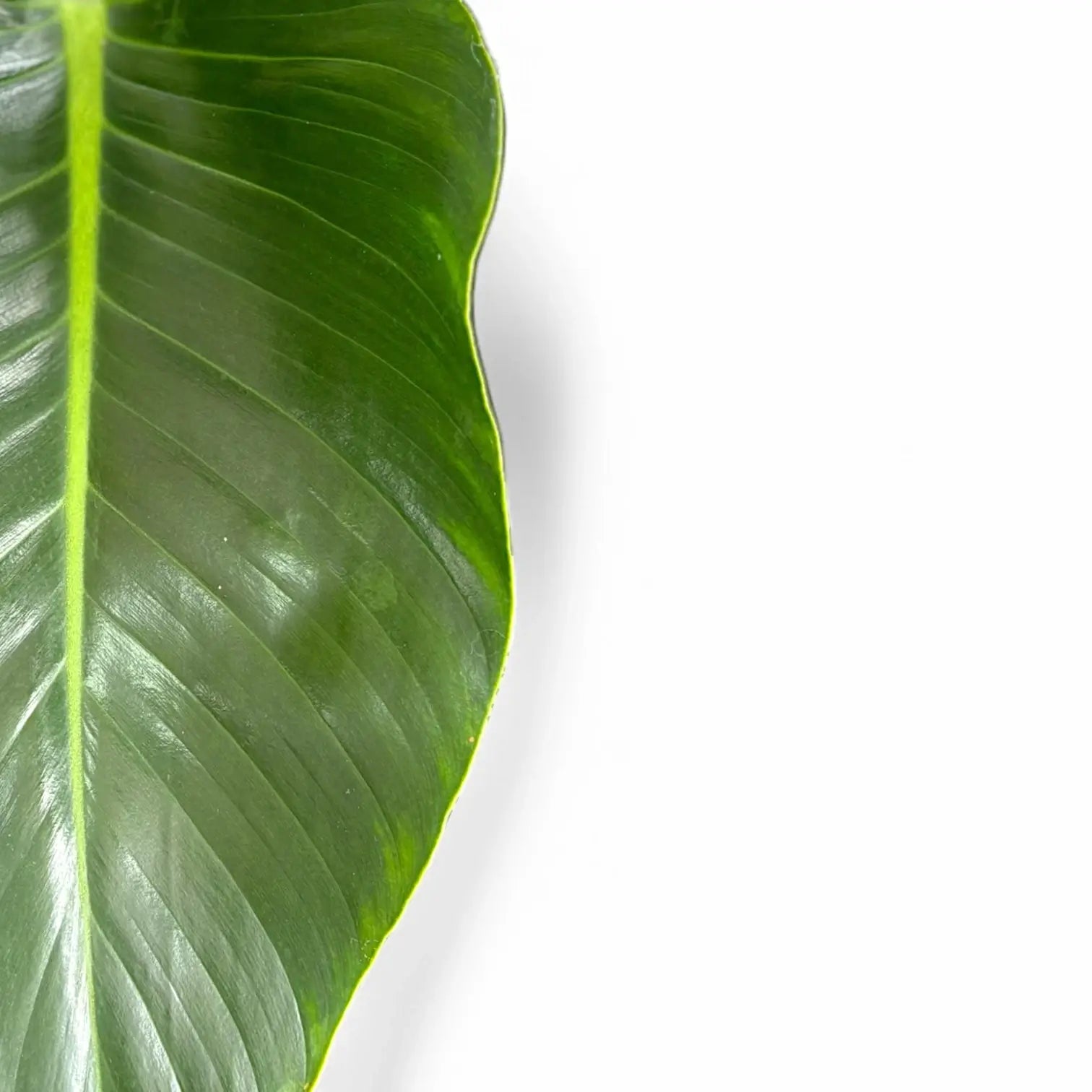 Nahaufnahme eines Blatts von Philodendron 'Green beauty' vor weißem Hintergrund.