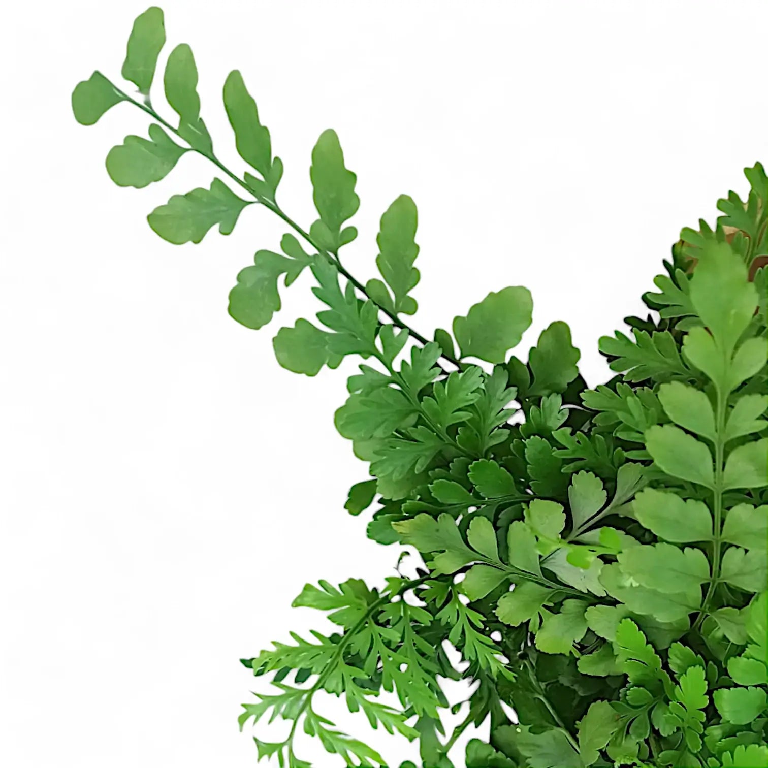 Nahaufnahme von Asplenium dimorphum x difforme âParvatiâ, auch bekannt als 'Austral Gem' vor weiĂem Hintergrund.