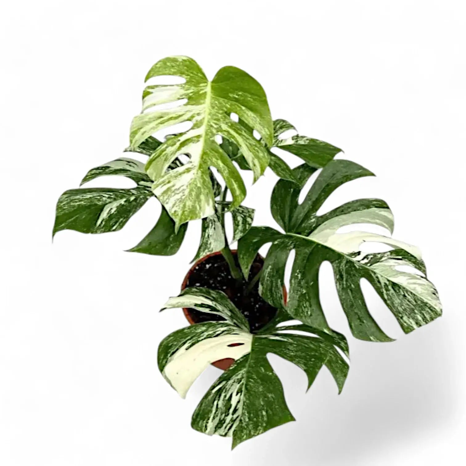 Monstera deliciosa Albo Variegata potted houseplant in nursery pot on white background, product photo 3.