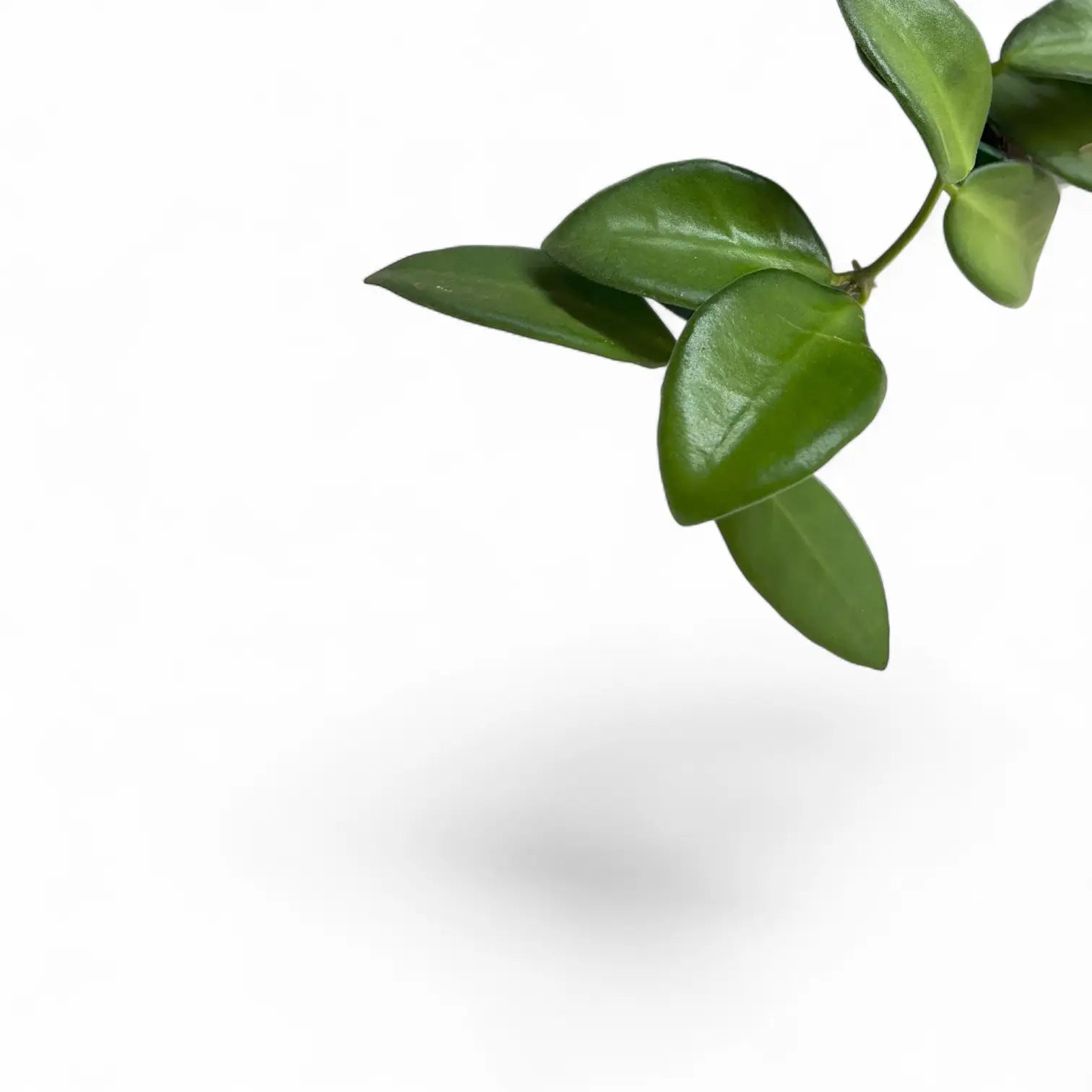 Nahaufnahme eines Blatts von Hoya burtoniae vor weiĂźem Hintergrund.