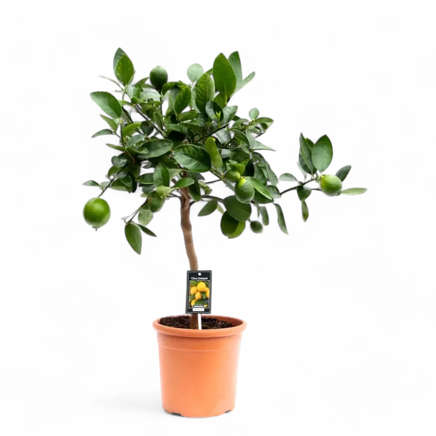 Citrus Ă— latifolia 'Lime' potted houseplant in nursery pot on white background, product photo 2.