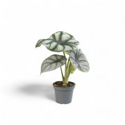 Alocasia baginda 'Silver dragon' potted houseplant in nursery pot on white background, product photo 9.