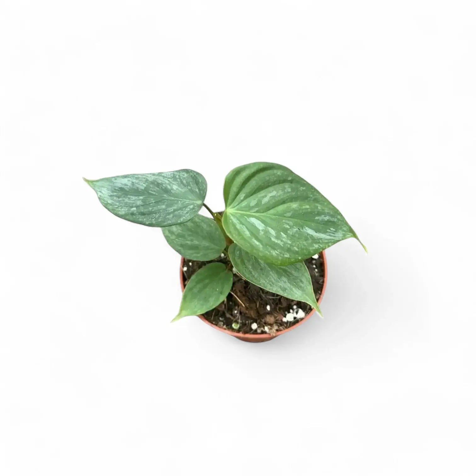 Philodendron 'Majestic' (verrucosum x sodiroi) – Zimmerpflanze im Kulturtopf auf weißem Hintergrund, Produktfoto 4.