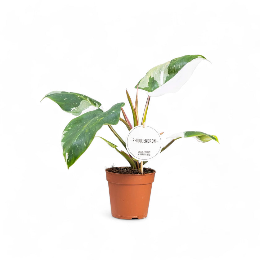 Philodendron 'White Princess' potted houseplant in nursery pot on white background, product photo 3.