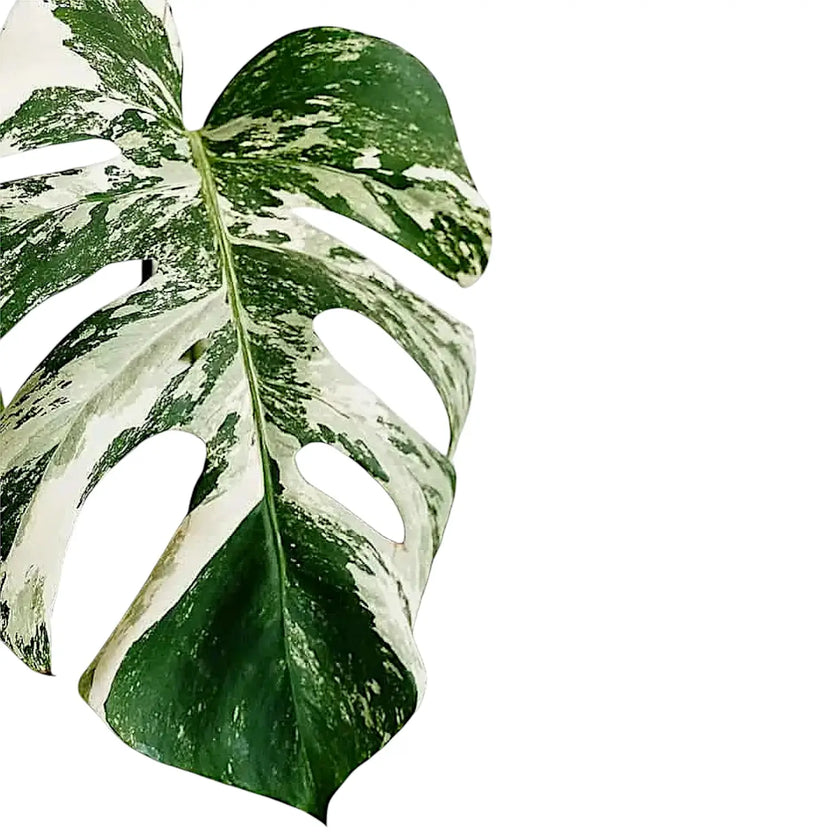 Nahaufnahme eines Blatts von Monstera deliciosa Albo Variegata vor weißem Hintergrund.