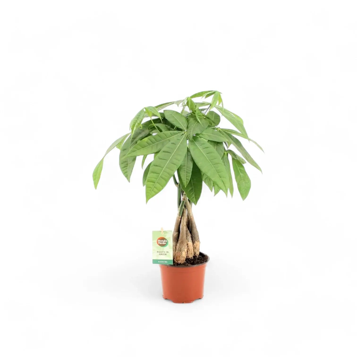 Pachira aquatica – Zimmerpflanze im Kulturtopf auf weißem Hintergrund, Produktfoto 7.