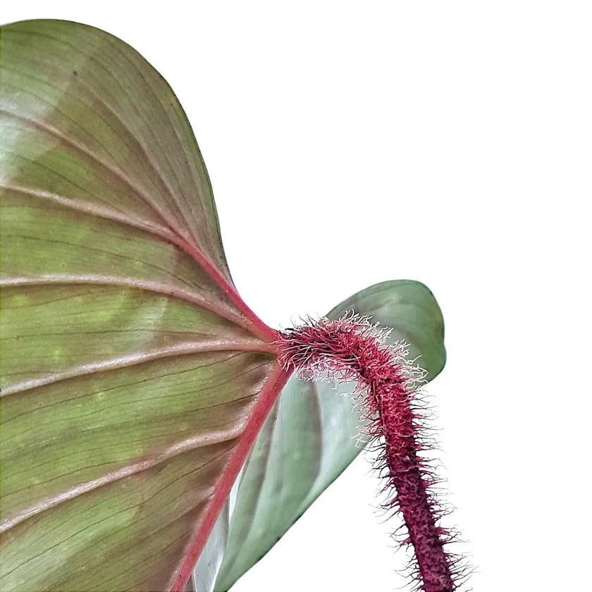 Philodendron squamicaule leaf close-up on white background.