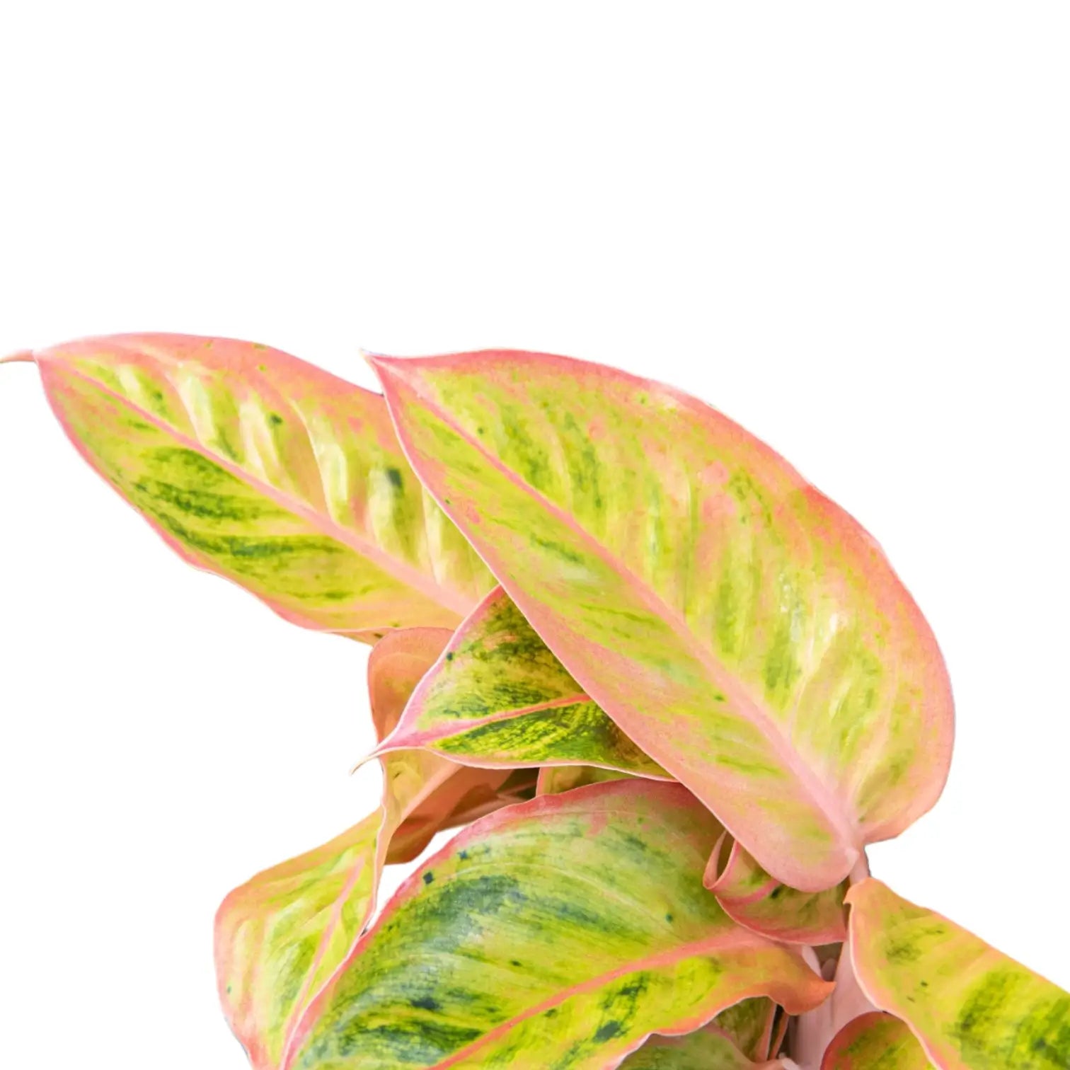 Nahaufnahme eines Blatts von Aglaonema 'Salmon Fantasy' vor weiĂźem Hintergrund.