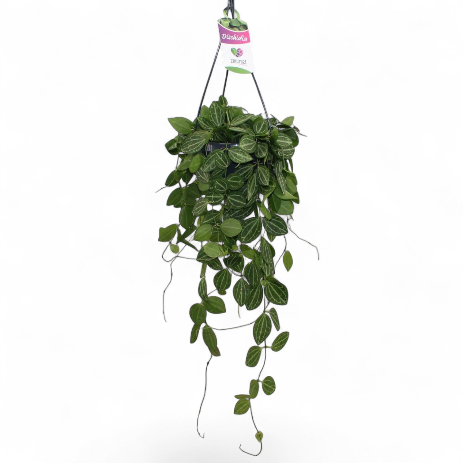 Dischidia ovata 'Melon' potted houseplant in nursery pot on white background, product photo 5.