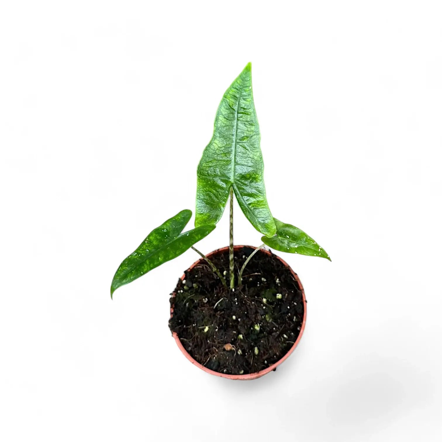 Alocasia zebrina 'Reticulata' potted houseplant in nursery pot on white background, product photo 5.