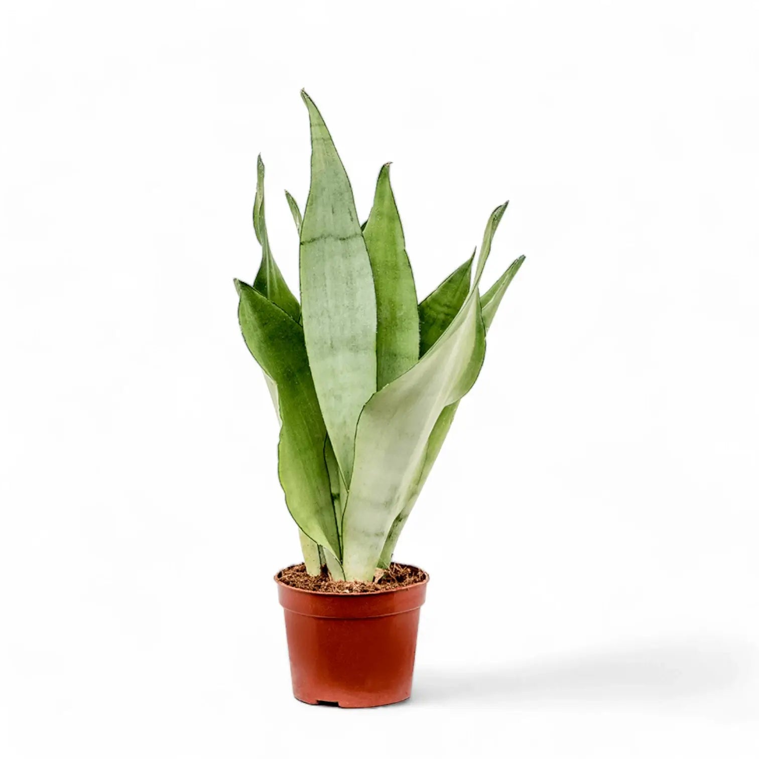 Dracaena (Sansevieria) trifasciata 'Moonshine' potted houseplant in nursery pot on white background, product photo 8.