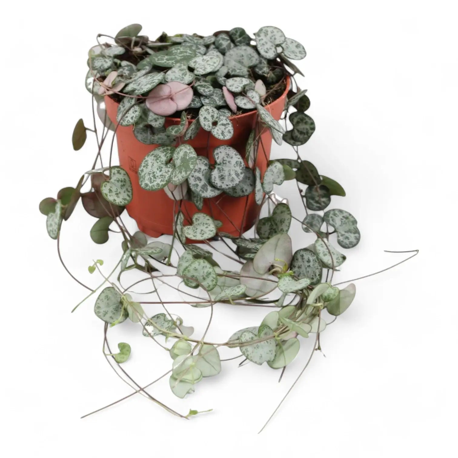 Ceropegia woodii potted houseplant in nursery pot on white background, product photo 8.