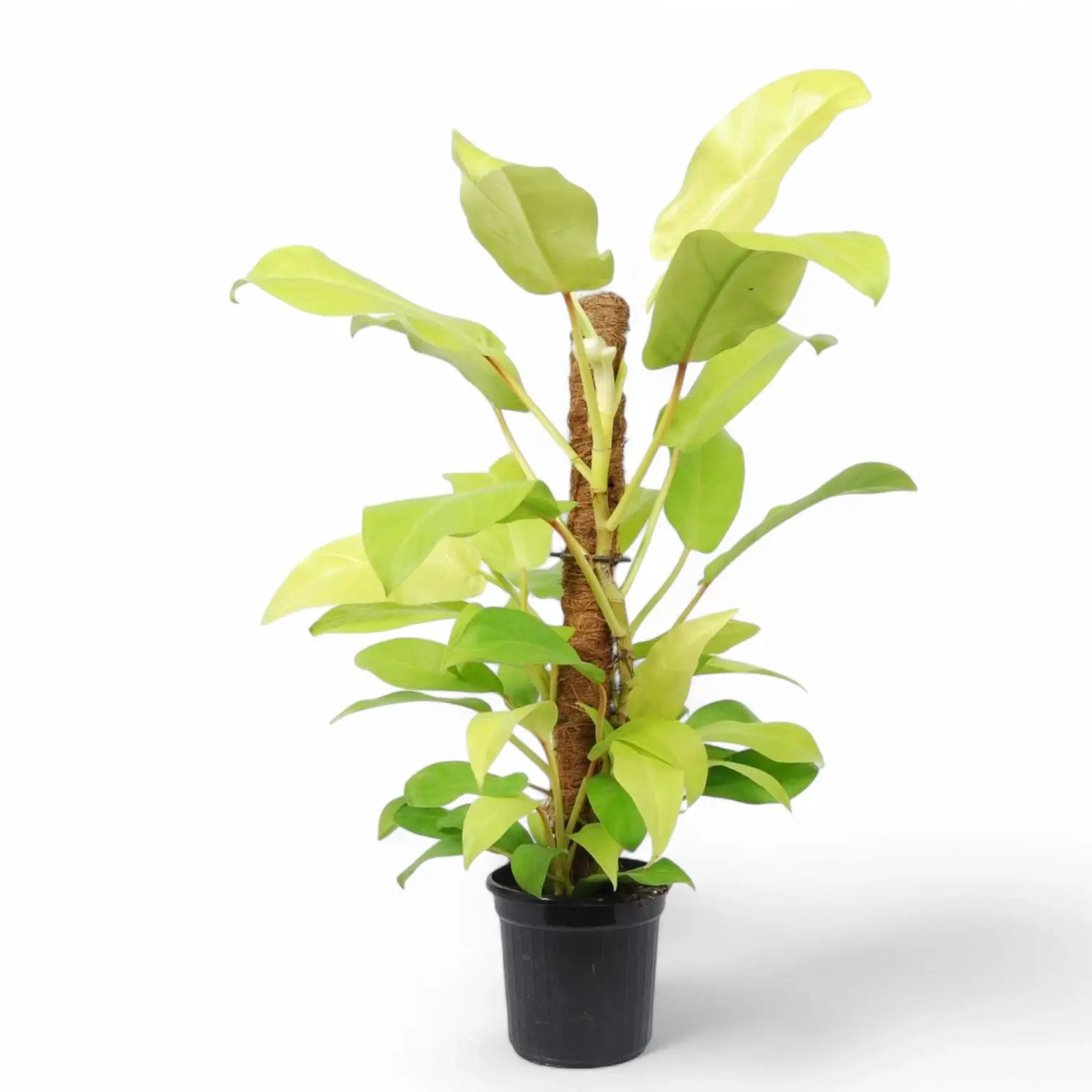 Philodendron 'Malay Gold' potted houseplant in nursery pot on white background, product photo 7.