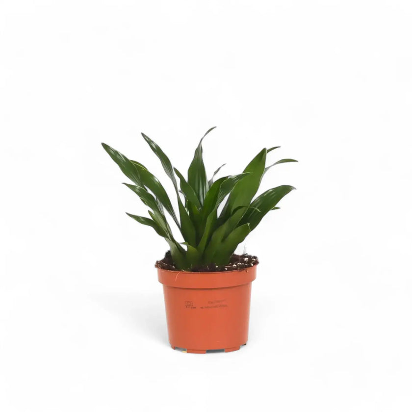 Dracaena fragrans 'Compacta' – Topfpflanze im Kulturtopf vor weißem Hintergrund, Produktfoto 3.