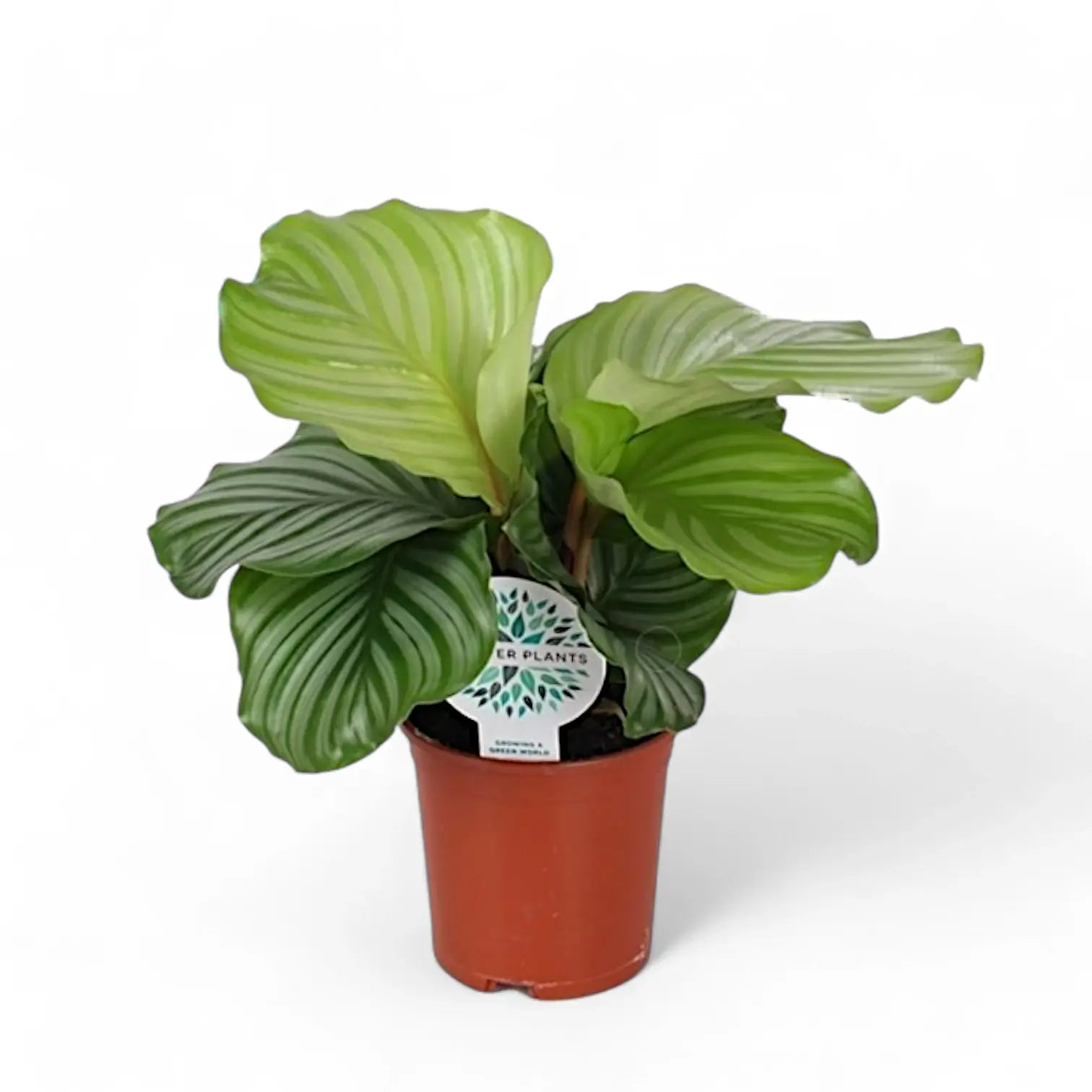 Goeppertia (Calathea) orbifolia potted houseplant in nursery pot on white background, product photo 8.