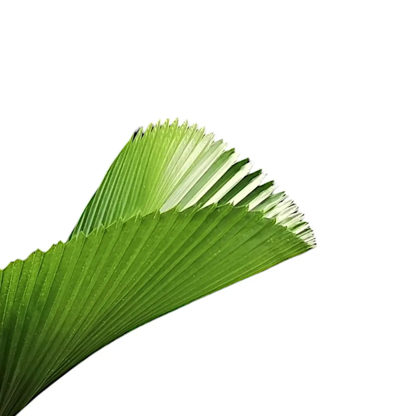 Licuala grandis leaf close-up on white background.