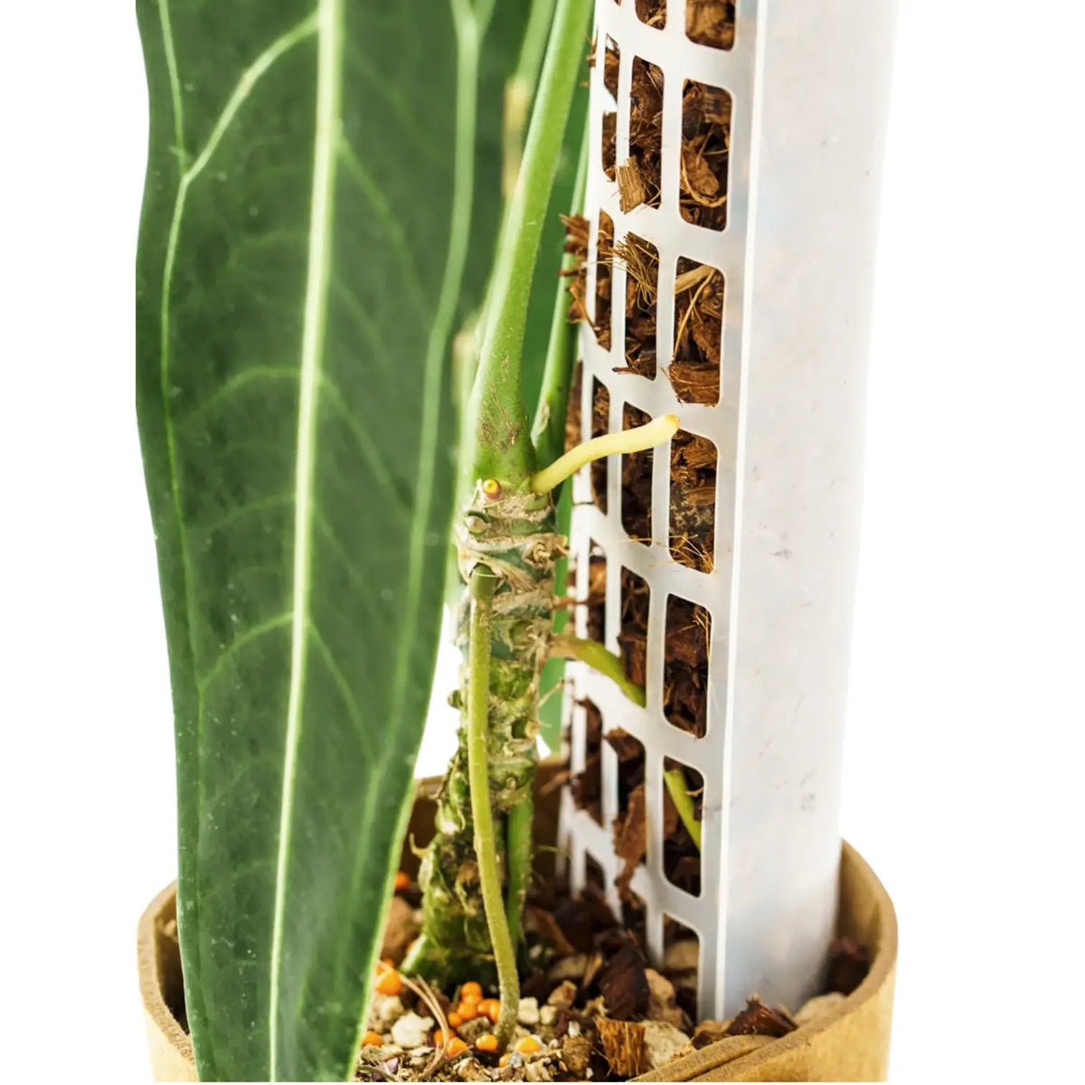 THICCLY® GrowPole™ - ultimative Pflanzenstütze vor weißem Hintergrund, Produktfoto 14.