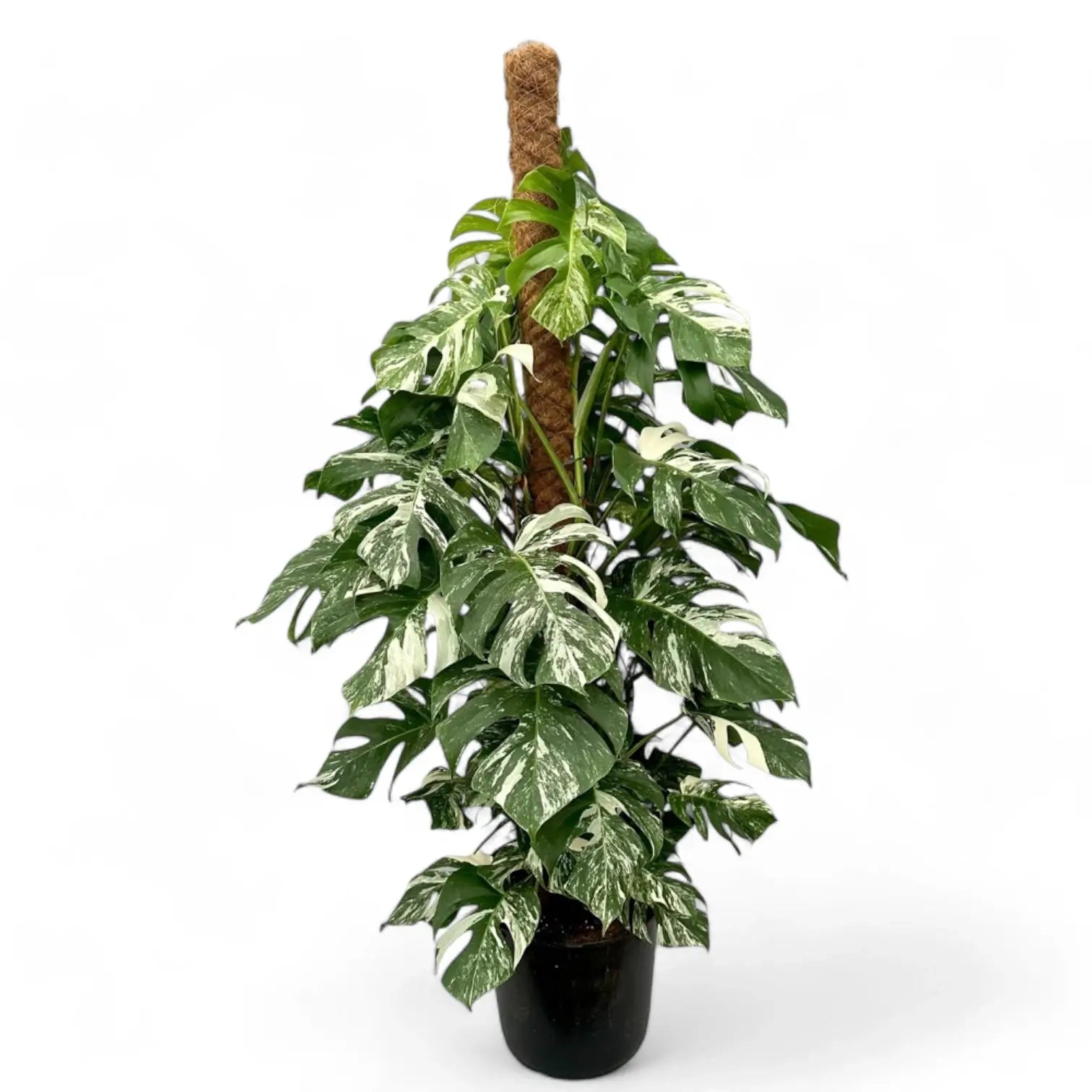 Monstera deliciosa Albo Variegata potted houseplant in nursery pot on white background, product photo 8.